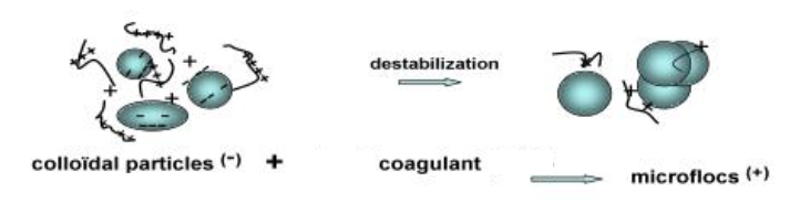 Coagulant