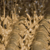 Drilling & Completion Fluids, Solids Control & Waste Management Consultancy Services